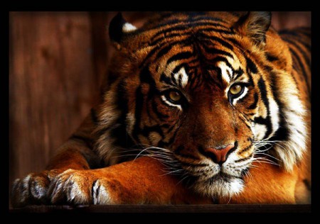 Tiger Sumatranský